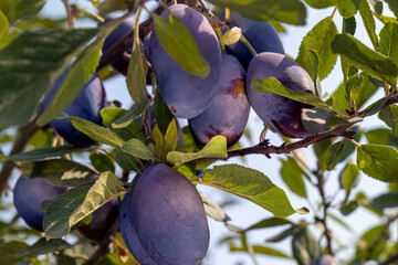 Close-up of purple plums (Prunus) on tree branch. Ripe plums hanging on tree branch ready for harvest growing in garden on sunny day