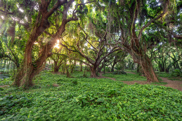 Lush Green Jungle with Sunlight Filtering Through Canopy at Honolua Bay, Maui