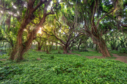 Lush Green Jungle with Sunlight Filtering Through Canopy at Honolua Bay, Maui