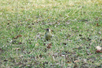 European green woodpecker (Picus viridis) sitting on the ground in Zurich, Switzerland