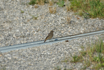 Black Redstart (Phoenicurus ochruros) sitting on a stone path in Rougemont, Switzerland