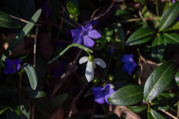 Beautiful purple flower of vinca or periwinkle on blurred background of green leaves