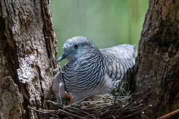 Australian Peaceful Dove sitting on nest