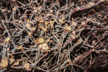The image is a close-up of a pile of dried twigs and branches. The twigs are dark brown in color and appear to be tangled and tangled together. The branches are thin 