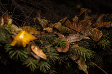 Fallen autumn leaves on the firtree branch
