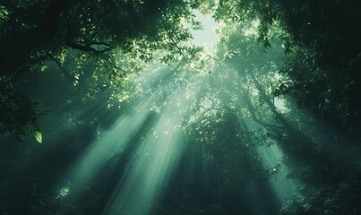 Dense green forest canopy viewed from the ground up, with beams of sunlight breaking through the foliage, capturing the beauty of nature