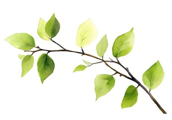 Fototapeta premium branch with fresh green leaves, nature's gentle beauty 
