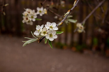Delicate white pear blossoms with green leaves on a branch