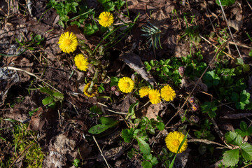 Yellow flower lesser celandine with green leaves