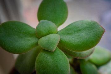 green jade plant