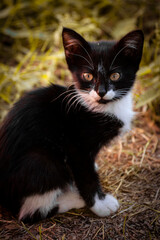 black and white cat