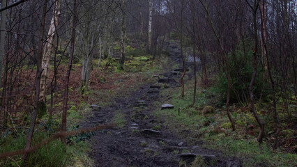 Obraz premium Hiking Trail Woods Trail Woods Path