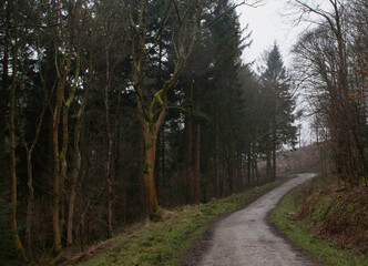Fototapeta premium Woodland Path Woods
