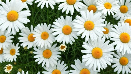 Obraz premium Wunderschöne Nahaufnahme von weißen Gänseblümchen mit leuchtend gelben Blütenmitten auf grünem Hintergrund, ideal als frisches Frühlingsmotiv. Generative KI