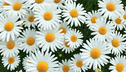 Fototapeta premium Wunderschöne Nahaufnahme von weißen Gänseblümchen mit leuchtend gelben Blütenmitten auf grünem Hintergrund, ideal als frisches Frühlingsmotiv. Generative KI