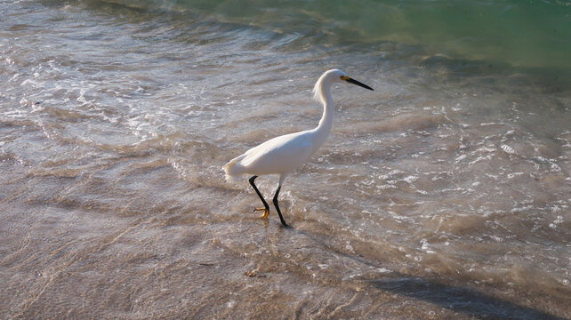 EGRET BEACH 