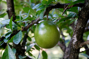 Berenuk fruit (Crescentia cujete) producing large fruits seen in detail