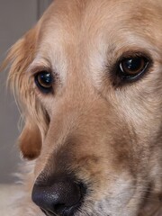 Golden Retriever en gros plan