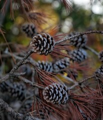 pine cones