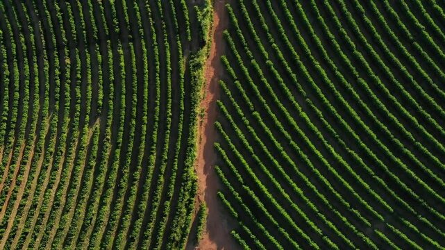 Fazenda de Planta&ccedil;&atilde;o de caf&eacute;, Minas Gerais, Brasil