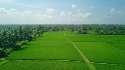Lush Green Rice Paddies and Palm Trees Under a Sunny Sky