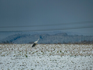 Vögel und Strommasten im Winter