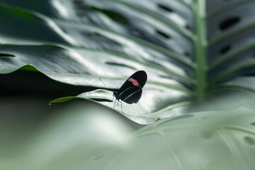 Red Postman (Heliconius erato) Butterfly Close-Up on Leaves