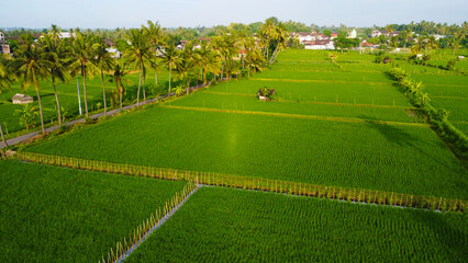 Obraz premium High-angle view Lush Green Rice Paddies with Traditional Hut