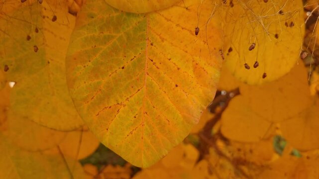 Cotinus obovatus. American Smoke Tree. 1