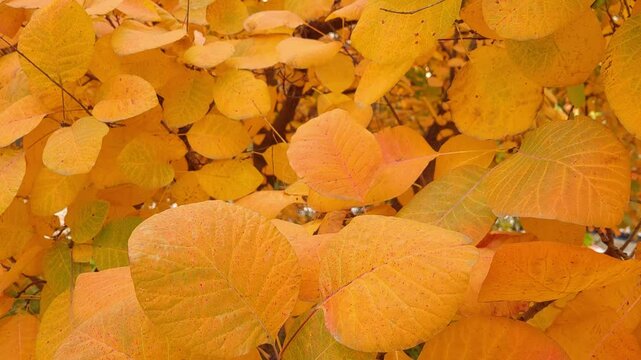 Cotinus obovatus. American Smoke Tree.