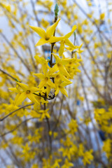 Bright yellow forsythia flowers blooming on slender branches, signaling the arrival of spring with their vibrant color and delicate petals