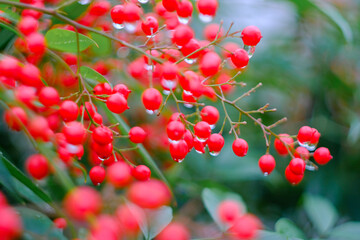 red Nandina plant in the forest, Italy - Garden plant