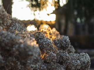Dead Hydrangeas Seedheads Close-Up at Autumn Cottage