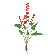 red flower on white background