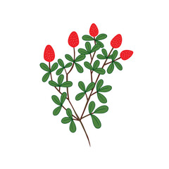 Strawberry fruits and plant