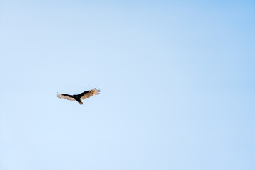 turkey vulture in flight in sky