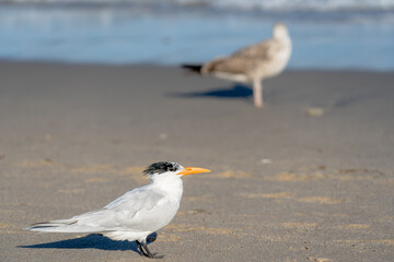 least tern standing on beach