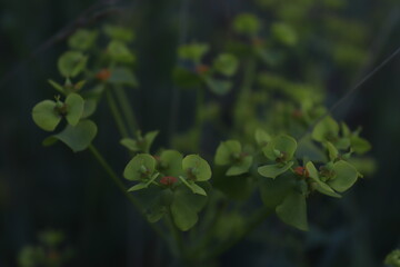 green flowers