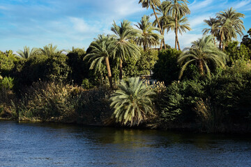 Obraz premium palm trees on the nile river