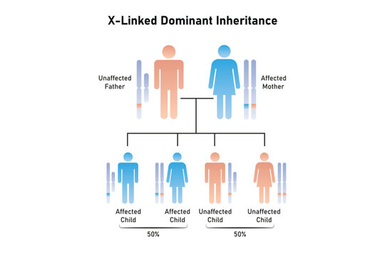 X-Linked Dominant Inheritance Science Design. Vector Illustration.