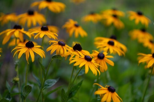 Vibrant black-eyed susans in bloom