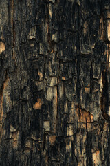 Hermosa textura corteza de árbol