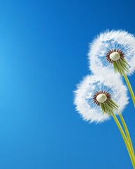 Dandelions against a vibrant blue sky