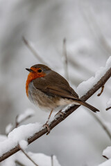 Rotkehlchen im Winter – Kleiner Singvogel auf verschneitem Ast in frostiger Natur