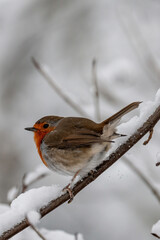Rotkehlchen im Winter – Kleiner Singvogel auf verschneitem Ast in frostiger Natur