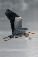 Graureiher im Flug – Majestätische Aufnahme mit der Sony A1 II und dem Sony 200-600mm G OSS