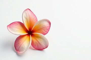 Isolated frangipani flower, showcasing intricate details, pure white backdrop , nature, white, elegant