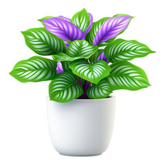 Beautiful Calathea Plant with Striking Leaf Patterns - Ideal for Home Decor and Gardening Blogs