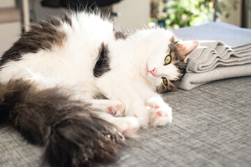 Fluffy domestic cat enjoing sunlight on the sofa