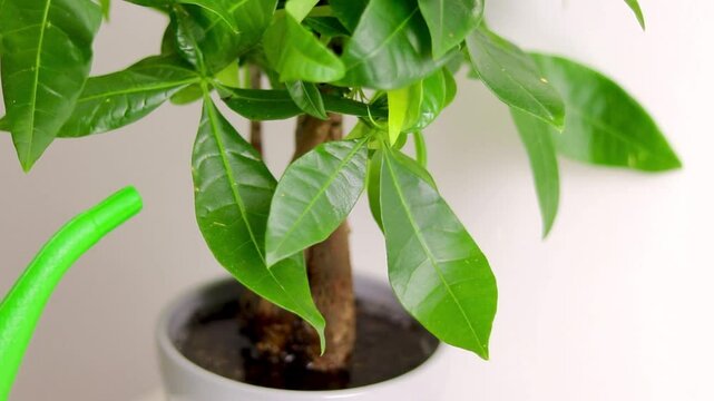 Female hand holding a green watering can and watering a Pachira aquatica plant, growing in a flower pot 